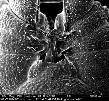 Media type: image; Invertebrate Zoology 134645